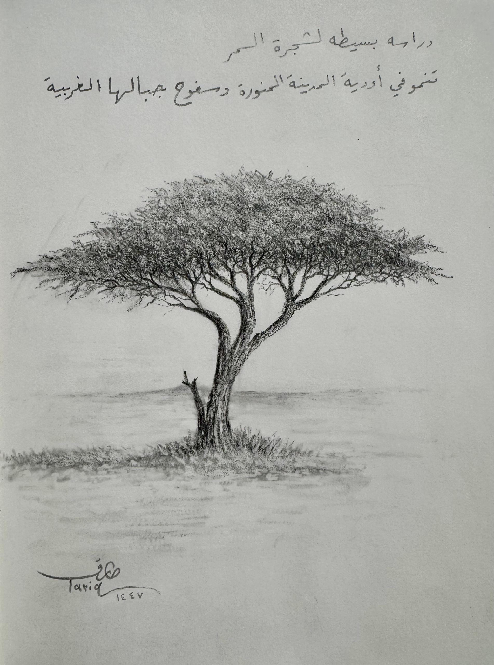 الاسكتشات 1